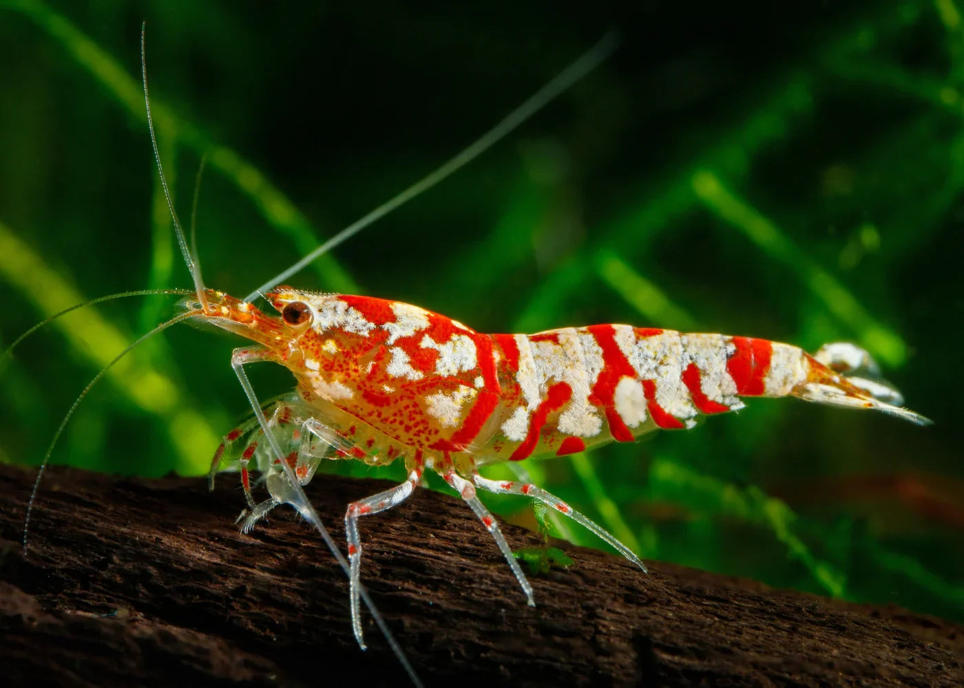 Shrimp equipment
