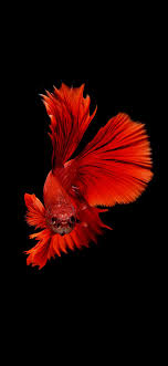 Betta fish equipment