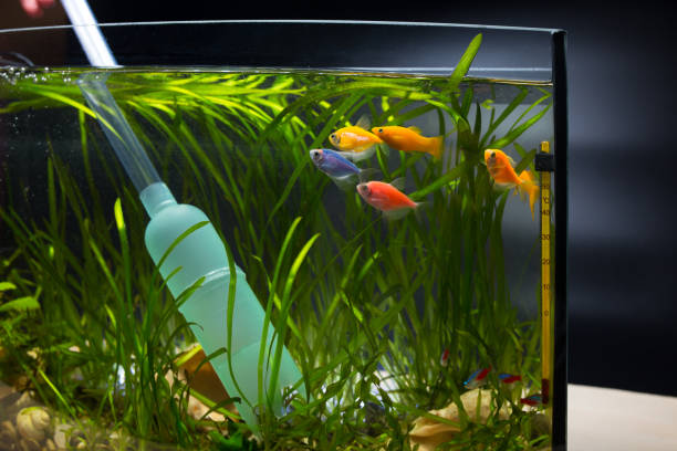 aquarium  maintenance